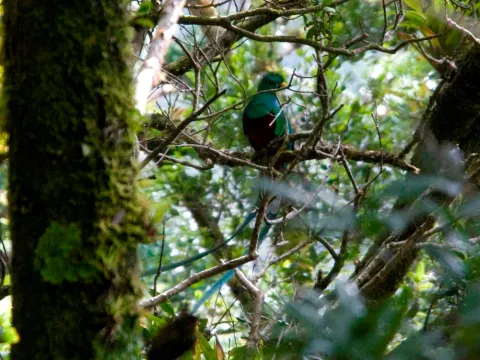 Sendero Los Quetzales